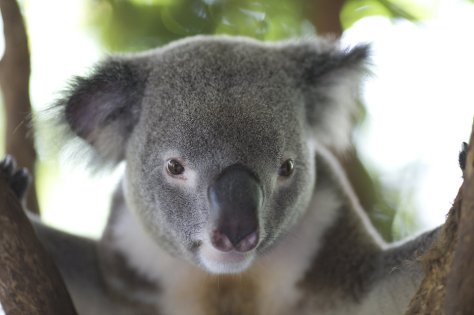 koala 3